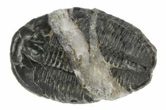 Elrathia Trilobite Fossil With Calcite Seam #96043