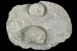 Two Devonian Cystoid Fossils (Strobilocystites) - Iowa #95821