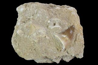 Fossil Mosasaur Tooth With Crow Shark Tooth #96169
