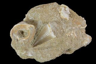 Mosasaur (Prognathodon) Teeth In Rock - Nice Tooth #96191