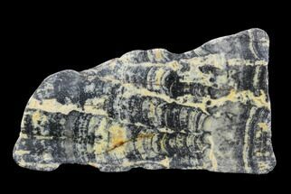 Proterozoic Columnar Stromatolite (Asperia) Slab - Australia #96285