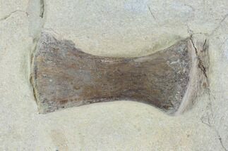 Mosasaur (Platecarpus) Paddle Bone - Kansas #96401