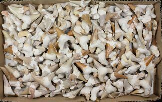 Lot - Fossil Otodus Shark Teeth (Restored) - Pieces #96658