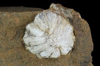 Paleocene Fossil Fruit (Nordenskioldia) - North Dakota #96805