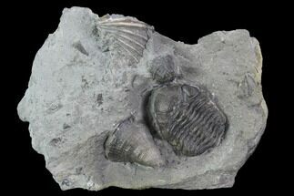 Eldredgeops Trilobite With Horn Coral & Brachiopod - New York #95943
