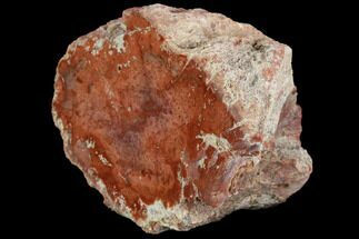 Wide, Polished Red Petrified Wood Limb - Madagascar #96853