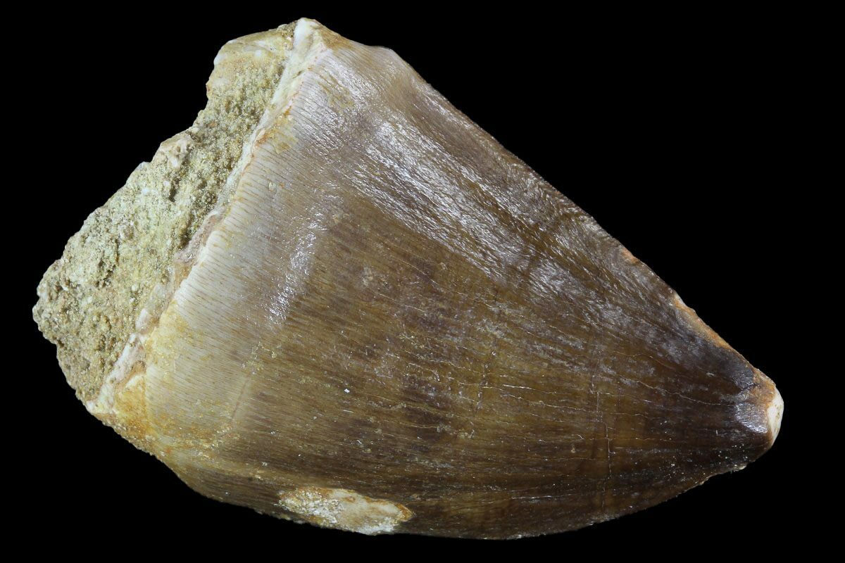 mosasaur tooth fossil