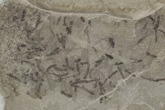 Fossil Crane Flies & Flower - Green River Formation, Utah #97438