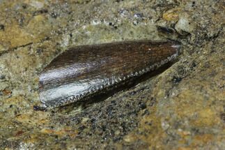 Partial Tyrannosaur (Undescribed) Tooth In Situ - Texas #97799