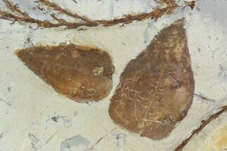 Two Detailed Fossil Mulberry Leaves - Montana #97771