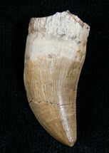 Well Preserved Albertosaurus Tooth - Montana #6947