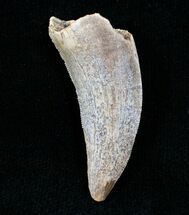 Albertosaurus Tooth - Two Medicine Formation #6948