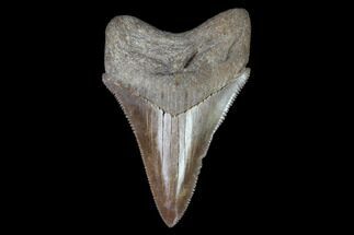 Serrated Megalodon Tooth - Virginia #97673