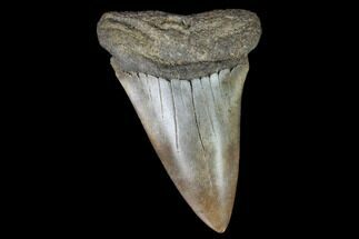 Fossil Mako Shark Tooth - Virginia #97676