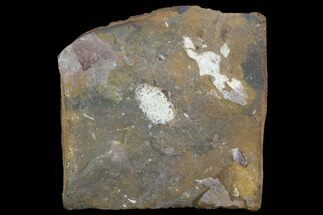 .44" Unidentified Fossil Seed From North Dakota - Paleocene - Fossil #97927