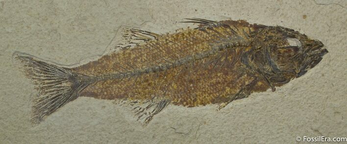 Beautiful 7.75 Inch Mioplosus Fish Fossil (#1170) For Sale - FossilEra.com