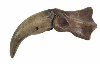 Rare, Alvarezsaurid (Albertonykus?) Finger Bone & Claw - Montana #97974