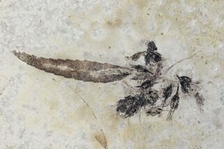 Eocene Fossil Winged Fruit (Samara) - Green River, Utah #97503