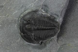 Bolaspidella Trilobite From Wheeler Shale, Utah #97206
