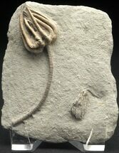 Stunning Agaricocrinus Crinoid - Crawfordsville #7082