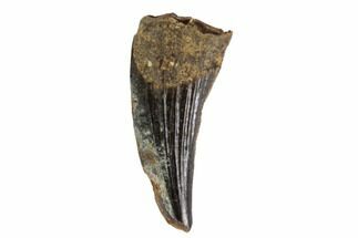 Raptor (Paronychodon?) Tooth - Hell Creek Formation, Montana #98305
