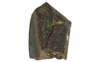 Edmontosaurus (Duck-Billed Dinosaur) Shed Tooth #98346