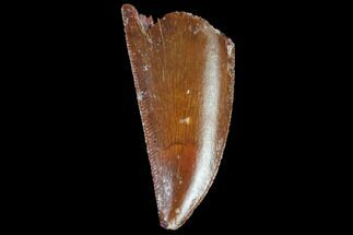 Serrated, Raptor Tooth - Extra Large Specimen #98563