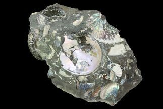 Wide Ammonite Cluster - South Dakota #98707