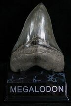 Sharply Serrated Megalodon Tooth - Beauty #7108