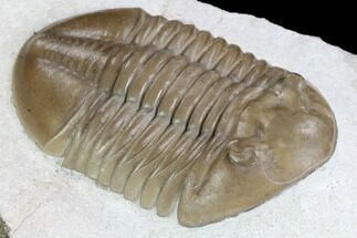 Asaphus Lepidurus Trilobite - Large & Top Quality #99246