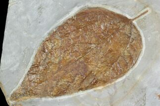 Fossil Dogwood Leaf - Glendive Montana #99414