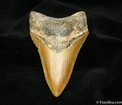 Inch Megalodon Tooth - North Carolina #1183