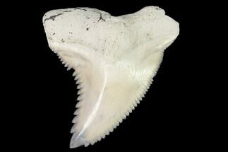 Hemipristis Fossil Shark Tooth - Bone Valley #99817