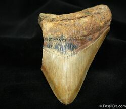 Partial Inch Megalodon Tooth #1186