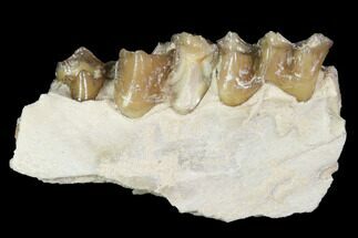 Oligocene Ruminant (Leptomeryx) Jaw Section - South Dakota #100423
