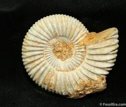 Inch Subdichotomoceras Ammonite #1195