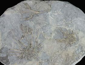 Mississippian Echinoid (Crinoids & Archaeocidaris) Plate - Iowa #95191