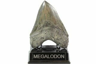 Fossil Megalodon Tooth - Serrated Blade #101488