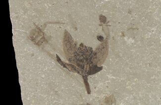 Fossil Flower (Side View) - Green River Formation, Utah #94949