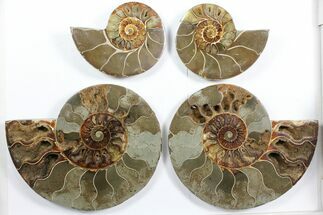 Lot: - Cut Ammonite Pairs (Grade B/C) - Pieces #101586