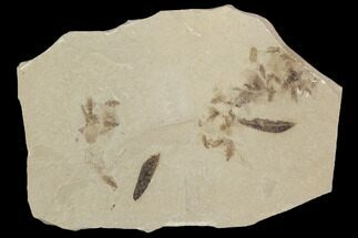 Beetle and Leaf Fossil Cluster- Green River Formation, Utah #101641