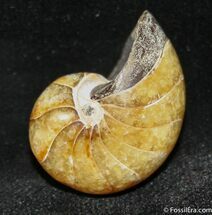 Inch Nautilus fossil from Madagascar #1214