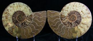 Huge 9.7" Split Ammonite Pair - Agatized For Sale, #7223