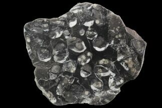 Polished Kilmaluag Limestone With Ostracods - Scotland #102039