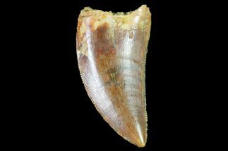 Raptor Tooth - Large, Excellent Tooth #102360