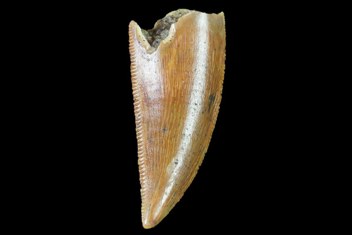 a dinosaur tooth