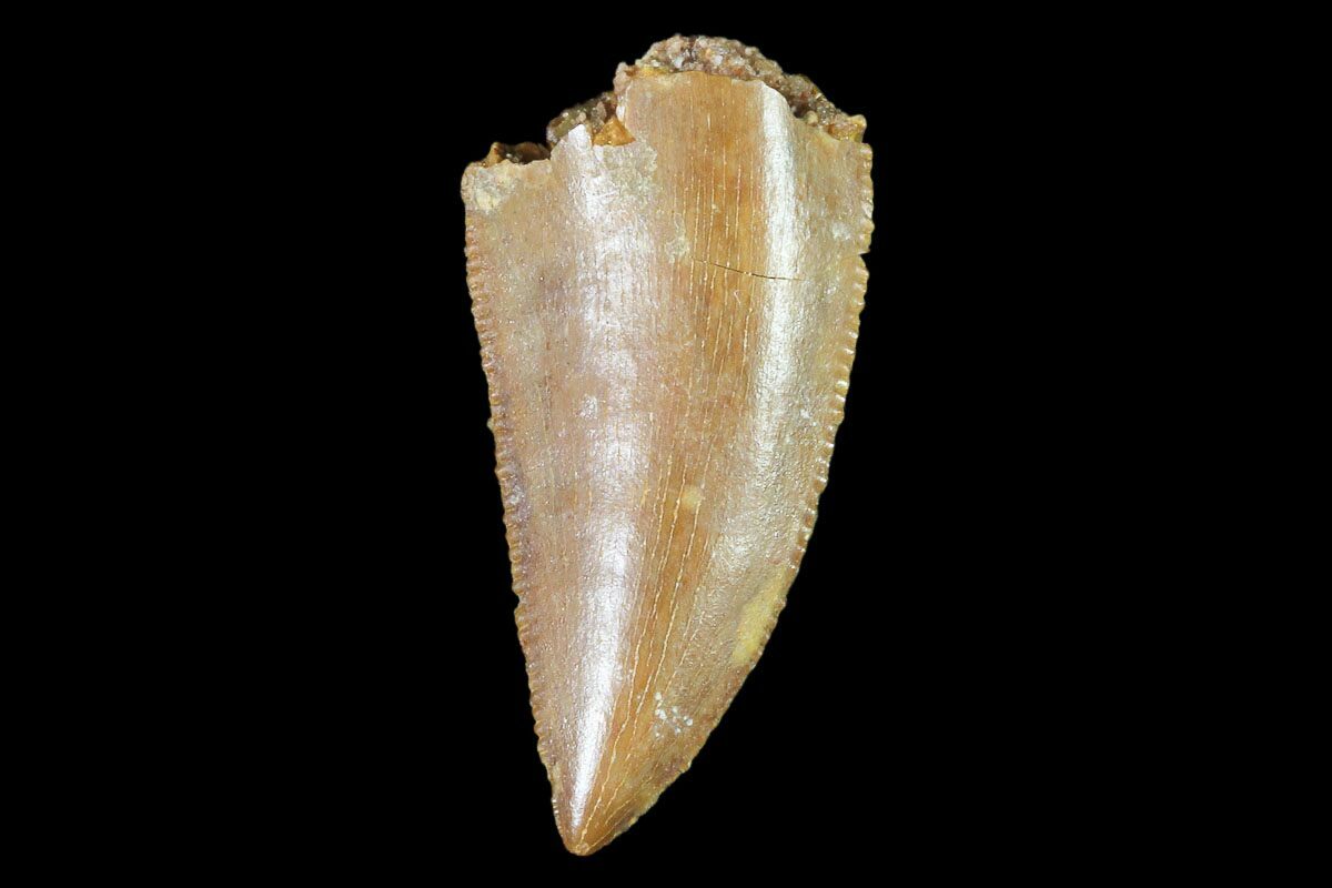 velociraptor tooth fossil