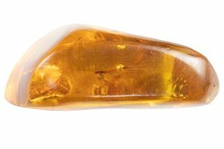 Polished Amber With Detailed Fossil Fly ( g) - Mexico #102494
