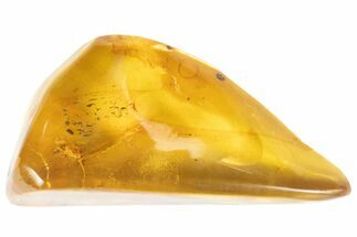 Polished Chiapas Amber With Inclusion ( grams) - Mexico #102502