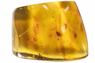 Polished Amber With Detailed Fossil Wasp ( g) - Mexico #102512